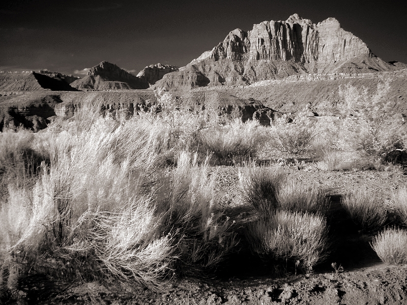 Utah Scrub Brush Near Zion, UT � Dave Hickey